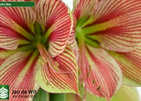 hippeastrum Exotic Star (3)